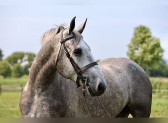 Percheron, Ruin, 6 Jaar, Schimmel