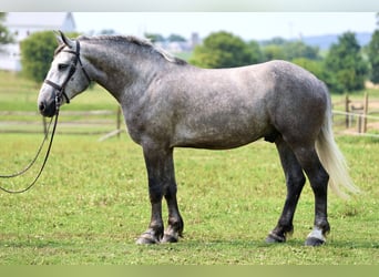 Percheron, Ruin, 6 Jaar, Schimmel
