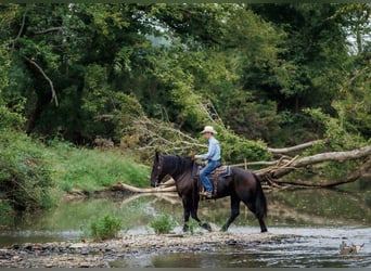 Percheron, Ruin, 6 Jaar, Zwart