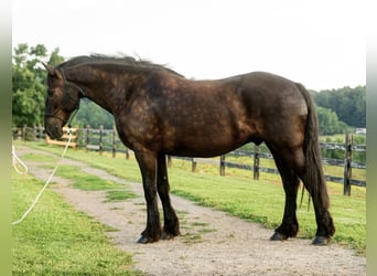 Percheron Mix, Ruin, 6 Jaar, Zwart