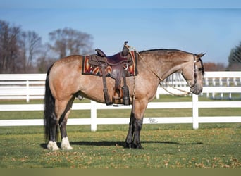 Percheron Mix, Ruin, 7 Jaar, 160 cm, Buckskin