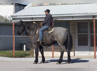 Percheron, Ruin, 7 Jaar, 163 cm, Roan-Blue