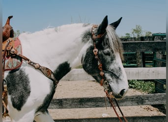 Percheron, Ruin, 7 Jaar, 163 cm, Tobiano-alle-kleuren