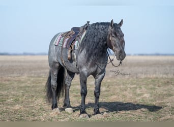 Percheron, Ruin, 7 Jaar, 165 cm, Roan-Bay