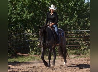 Percheron, Ruin, 7 Jaar, 165 cm, Roan-Blue