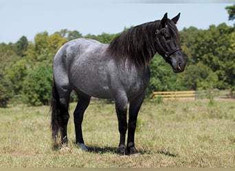 Percheron, Ruin, 7 Jaar, 165 cm, Roan-Blue