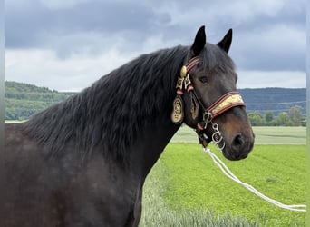Percheron Mix, Ruin, 7 Jaar, 173 cm, Donkerbruin