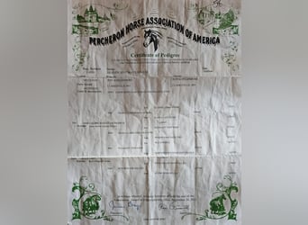 Percheron, Ruin, 7 Jaar, Appelschimmel