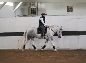 Percheron Mix, Ruin, 7 Jaar, Appelschimmel