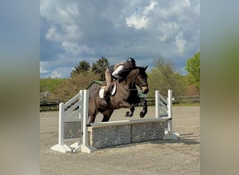 Percheron Mix, Ruin, 7 Jaar, Roodbruin