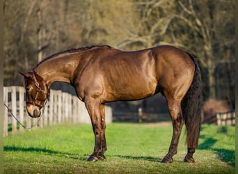 Percheron Mix, Ruin, 7 Jaar, Roodbruin