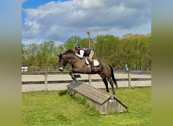 Percheron Mix, Ruin, 7 Jaar, Roodbruin