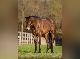 Percheron Mix, Ruin, 7 Jaar, Roodbruin