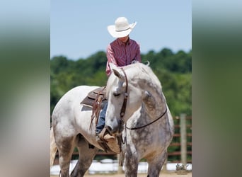 Percheron, Ruin, 7 Jaar, Schimmel