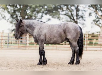 Percheron, Ruin, 8 Jaar, 155 cm, Roan-Blue