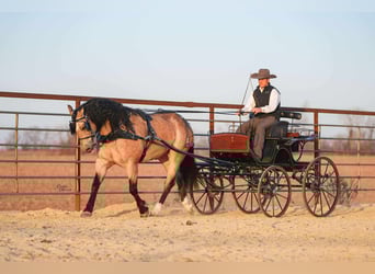 Percheron Mix, Ruin, 8 Jaar, 160 cm, Buckskin