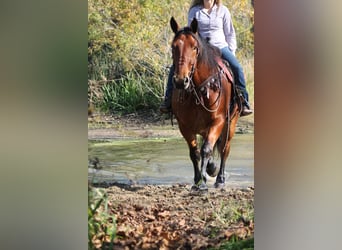 Percheron Mix, Ruin, 8 Jaar, 160 cm, Roodbruin