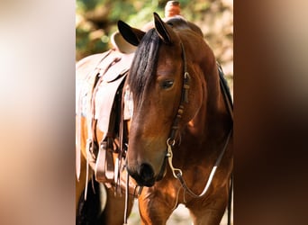 Percheron, Ruin, 8 Jaar, 163 cm, Roodbruin