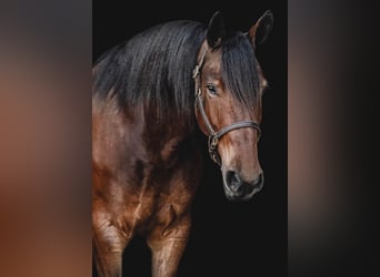 Percheron, Ruin, 8 Jaar, 163 cm, Roodbruin