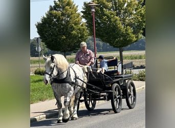 Percheron Mix, Ruin, 8 Jaar, 165 cm, Appelschimmel