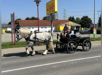 Percheron Mix, Ruin, 8 Jaar, 165 cm, Appelschimmel