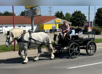 Percheron Mix, Ruin, 8 Jaar, 165 cm, Appelschimmel