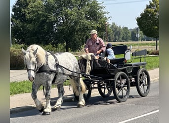 Percheron Mix, Ruin, 8 Jaar, 165 cm, Appelschimmel