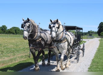 Percheron, Ruin, 8 Jaar, Schimmel