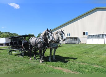 Percheron, Ruin, 8 Jaar, Schimmel