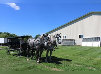 Percheron, Ruin, 8 Jaar, Schimmel