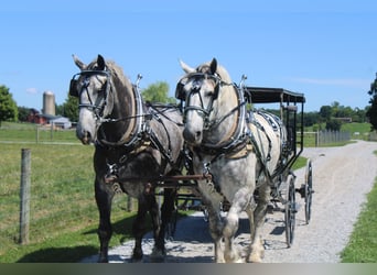Percheron, Ruin, 8 Jaar, Schimmel