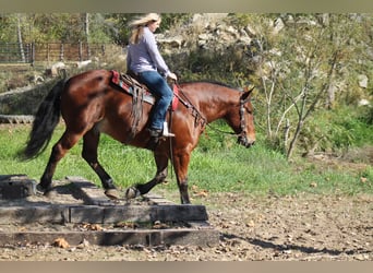 Percheron Mix, Ruin, 9 Jaar, 160 cm, Roodbruin