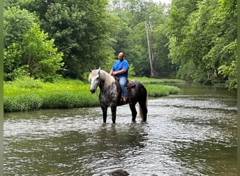 Percheron Mix, Ruin, 9 Jaar, Appelschimmel
