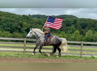 Percheron Mix, Ruin, 9 Jaar, Appelschimmel