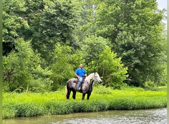Percheron Mix, Ruin, 9 Jaar, Appelschimmel