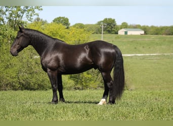 Percheron Mix, Ruin, 9 Jaar, Zwart