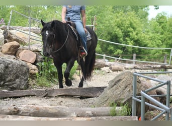 Percheron Mix, Ruin, 9 Jaar, Zwart