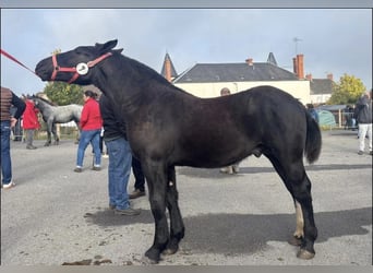 Percherón, Semental, 1 año, 145 cm, Negro