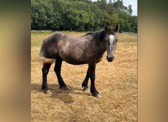 Percherón, Semental, 1 año, 180 cm, Tordo