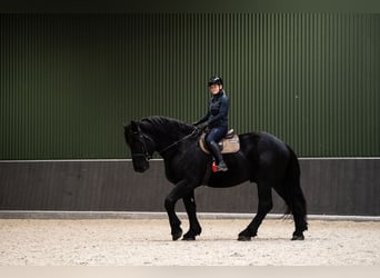 Percherón, Semental, 6 años, 180 cm, Negro