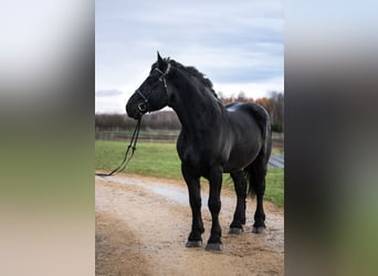 Percherón, Semental, 6 años, 180 cm, Negro