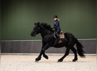 Percherón, Semental, 6 años, 180 cm, Negro