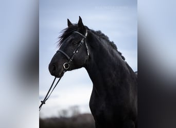 Percherón, Semental, 6 años, 180 cm, Negro