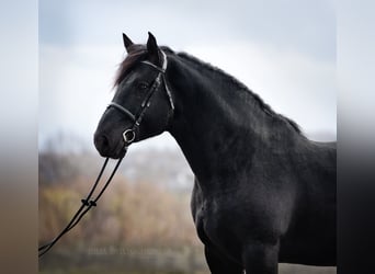 Percherón, Semental, 6 años, 180 cm, Negro