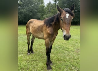 Percheron, Stallion, 1 year, 15 hh, Bay