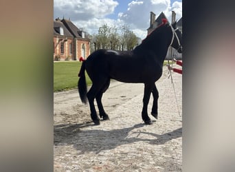 Percheron, Stallion, 3 years, 17.2 hh, Black