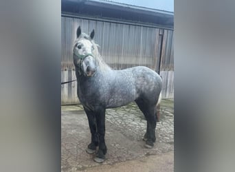 Percheron, Stallion, 4 years, Brown Falb mold