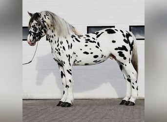 Percheron, Stallion, 5 years, 16.1 hh, Leopard-Piebald
