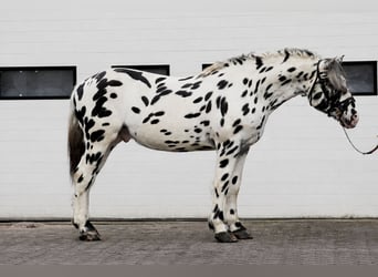 Percheron, Stallion, 5 years, 16.1 hh, Leopard-Piebald
