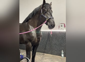 Percheron, Stallion, 6 years, Black